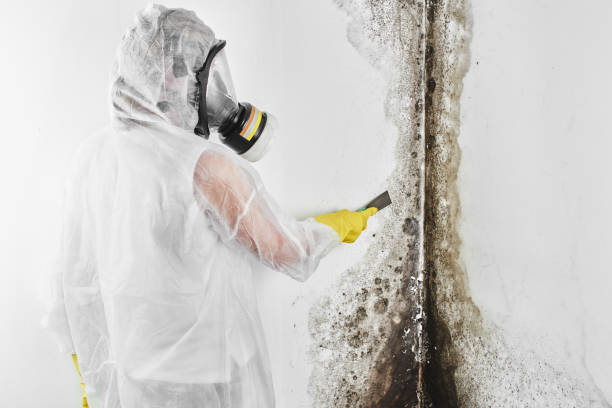 Best White Mold Remediation in Choctaw Lake, OH