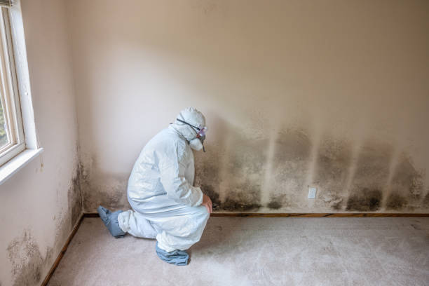 Best Commercial Mold Remediation in Choctaw Lake, OH