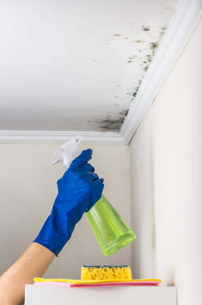 Best Crawl Space Mold Remediation in Choctaw Lake, OH