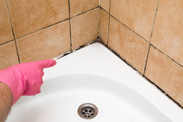 Best Emergency Mold Remediation in Choctaw Lake, OH